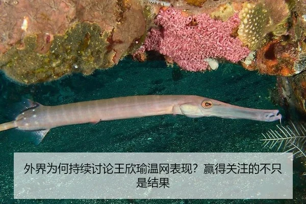 外界为何持续讨论王欣瑜温网表现？赢得关注的不只是结果